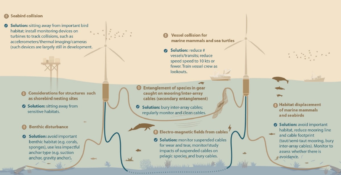 Environmental impact of floating offshore wind projects